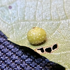 Caryomyia tuberculata