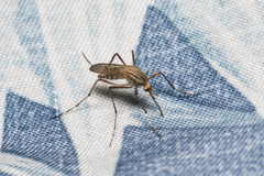 Aedes vittiger