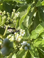 Heliotropium arboreum