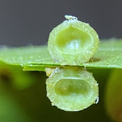 Caryomyia tuberculata