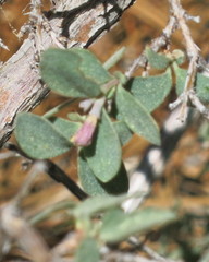 Symphoricarpos rotundifolius parishii