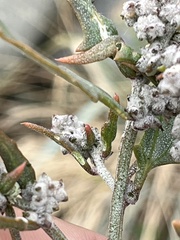 Atriplex littoralis