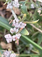 Atriplex littoralis