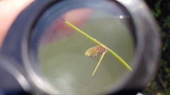 Cyperus subsquarrosus