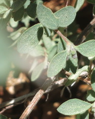 Symphoricarpos rotundifolius parishii