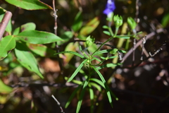 Trichostema setaceum