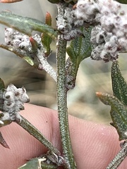 Atriplex littoralis