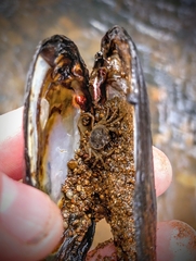 Amarinus lacustris