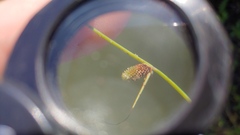 Cyperus subsquarrosus