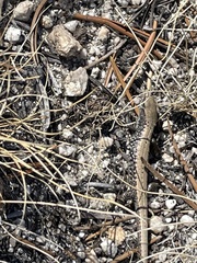 Elgaria coerulea palmeri