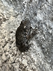 Pseudacris cadaverina