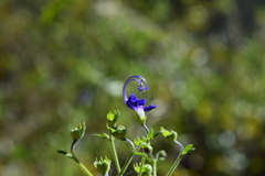 Trichostema setaceum