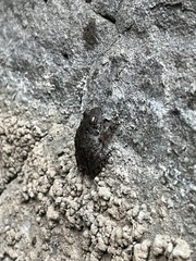 Pseudacris cadaverina