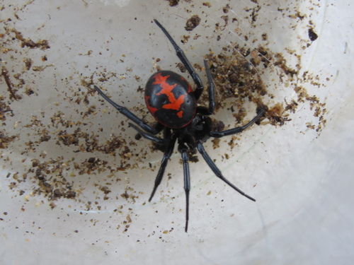Mediterranean false black widow