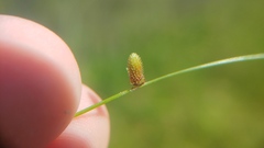 Cyperus subsquarrosus