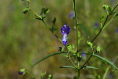 Trichostema setaceum