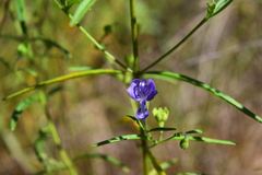 Trichostema setaceum