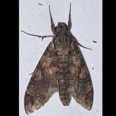 Cocytius antaeus