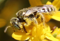Cockerellia
