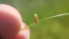 Cyperus subsquarrosus