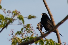Molothrus rufoaxillaris