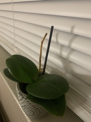 Phalaenopsis