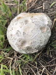 Lycoperdaceae