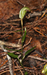 Pterostylis alobula