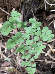 Adiantum chilense