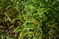 Trichostema setaceum