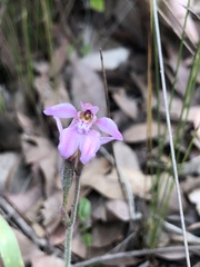 Caladenia nana unita