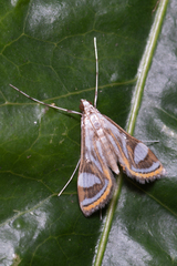 Strepsinoma croesusalis
