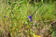 Trichostema setaceum
