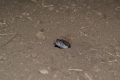 Crotalus oreganus helleri