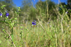 Trichostema setaceum