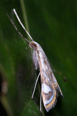 Strepsinoma croesusalis
