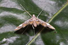 Strepsinoma croesusalis