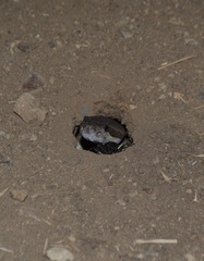 Crotalus oreganus helleri