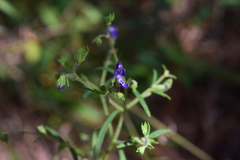 Trichostema setaceum