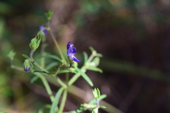 Trichostema setaceum