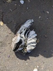 Ostreidae