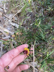 Bossiaea eriocarpa