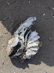 Ostreidae