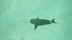 Acanthurus nigricauda