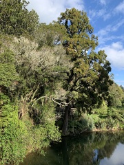 Dacrydium cupressinum