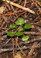 Pterostylis alobula