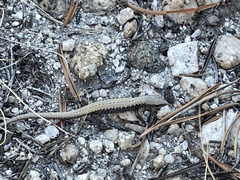 Elgaria coerulea palmeri