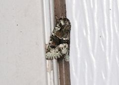 Lacinipolia implicata