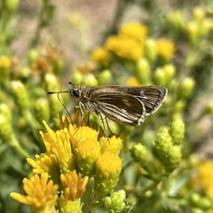 Panoquina errans