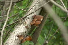 Auricularia fuscosuccinea